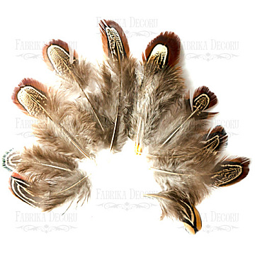 Pheasant feathers set "Brown"