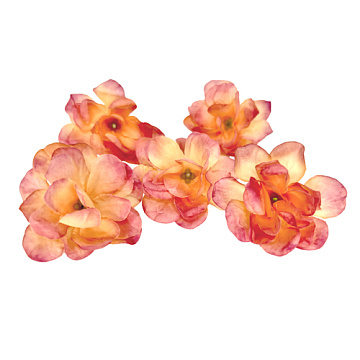 Rose flowers Coral, 1pc