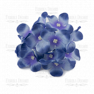 Phloxes cornflower blue