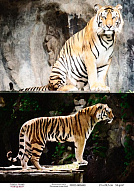 Decoupage card Tigers, watercolor #0449, 21x30cm