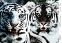 Decoupage-Karte Weiße Tiger, Aquarell #0447, 21x30cm