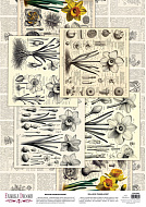 deco vellum colored sheet spring botanical story daffodils, a3 (11,7" х 16,5")