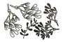 Spanplattenset Mistletoe #624