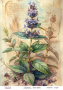 Decoupage card #0702, 21cm x 29,7cm
