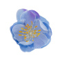 Kwiat śliwy niebieski z fioletowym, 1 szt