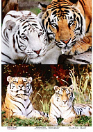 Decoupage card Tigers, watercolor #0457 21x30cm
