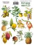 Set of stickers 10pcs Botany exotic  #209
