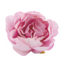 Krautige Pfingstrose rosa, 1St