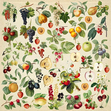 Sheet of images for cutting "Fruits"
