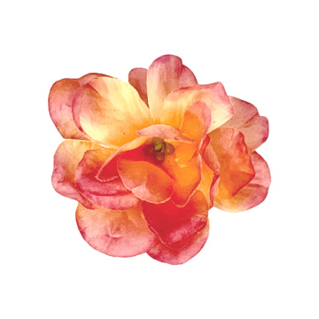 Rose, rose hips flowers Coral, 1pc - 2 Rose, rose hips flowers Coral, 1pc - 2