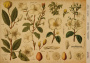 Kraft Decoupage Papier 29,7x21cm, “Botanica Kraft”, #0045