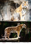 Decoupage-Karte Tiger, Aquarell #0449, 21x30cm